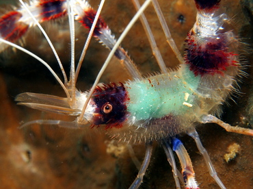 Banded Coral Shrimp - Stenopus hispidus - Lembeh Strait, Indonesia