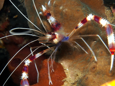 Banded Coral Shrimp - Stenopus hispidus - Lembeh Strait, Indonesia