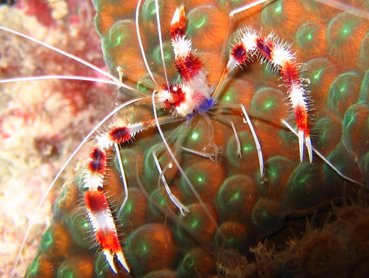 Banded Coral Shrimp - Stenopus hispidus - Bonaire