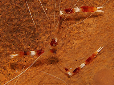 Banded Coral Shrimp - Stenopus hispidus - Cozumel, Mexico