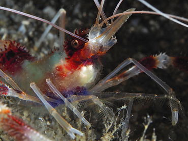 Banded Coral Shrimp - Stenopus hispidus - Blue Heron Bridge, Florida