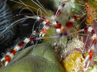 Banded Coral Shrimp - Stenopus hispidus - Cozumel, Mexico