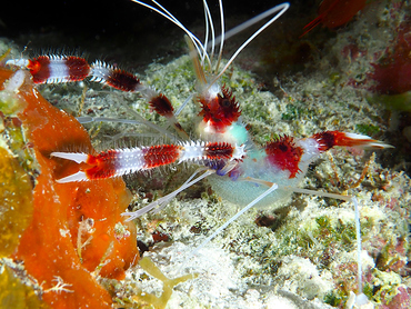 Banded Coral Shrimp - Stenopus hispidus - Turks and Caicos