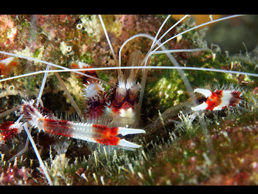 Banded Coral Shrimp - Stenopus hispidus - Bonaire