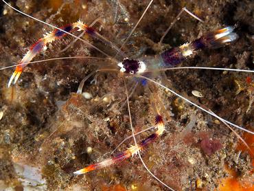 Banded Coral Shrimp - Stenopus hispidus - Bali, Indonesia