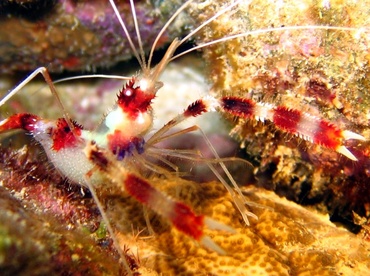 Banded Coral Shrimp - Stenopus hispidus - Bonaire
