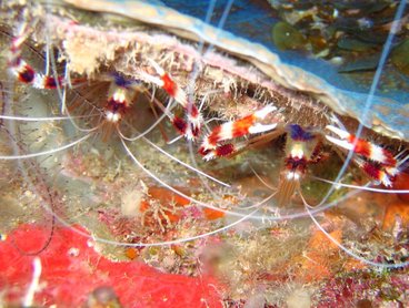 Banded Coral Shrimp - Stenopus hispidus - Turks and Caicos
