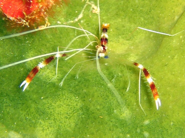 Banded Coral Shrimp - Stenopus hispidus - Nassau, Bahamas