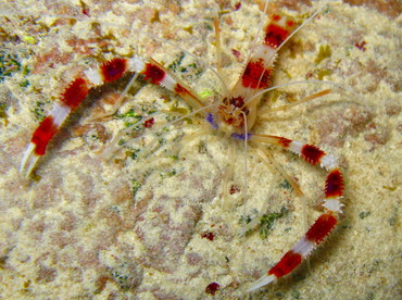 Banded Coral Shrimp - Stenopus hispidus - Belize