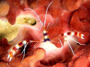 Banded Coral Shrimp - Stenopus hispidus - Belize