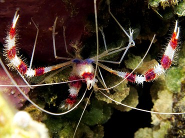 Banded Coral Shrimp - Stenopus hispidus - Yap, Micronesia