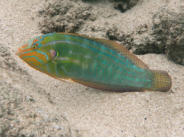 Elegant coris - Coris venusta - Oahu, Hawaii