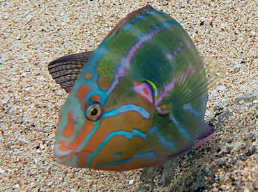 Elegant coris - Coris venusta - Oahu, Hawaii