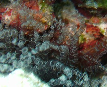 Corkscrew Anemone - Bartholomea annulata - Nassau, Bahamas