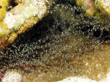 Corkscrew Anemone - Bartholomea annulata - Cozumel, Mexico