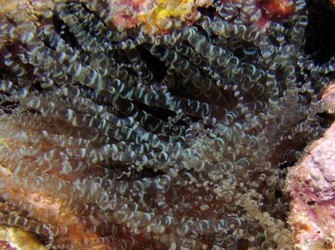 Corkscrew Anemone - Bartholomea annulata - Roatan, Honduras