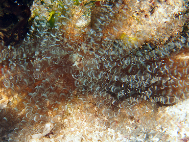 Corkscrew Anemone - Bartholomea annulata - Cozumel, Mexico