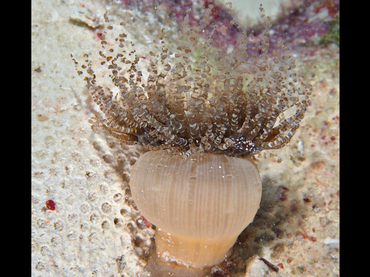 Corkscrew Anemone - Bartholomea annulata - Bonaire