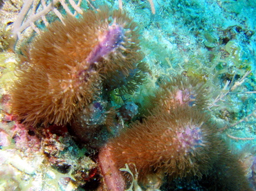 Corky Sea Finger - Briareum asbestinum - Key Largo, Florida