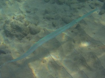 Bluespotted Cornetfish - Fistularia commersonii - Maui, Hawaii