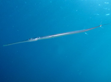 Bluespotted Cornetfish - Fistularia commersonii - Dumaguete, Philippines