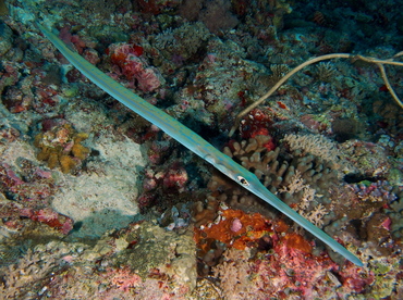 Bluespotted Cornetfish - Fistularia commersonii - Palau