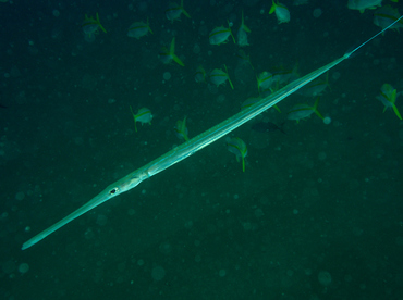 Bluespotted Cornetfish - Fistularia commersonii - Cabo San Lucas, Mexico