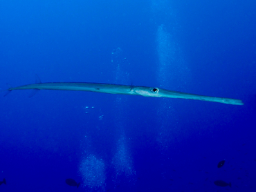 Bluespotted Cornetfish - Fistularia commersonii - Great Barrier Reef, Australia