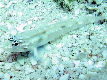 Patch-Reef Goby - Coryphopterus tortugae - Key Largo, Florida