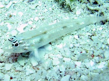 Patch-Reef Goby - Coryphopterus tortugae - Key Largo, Florida