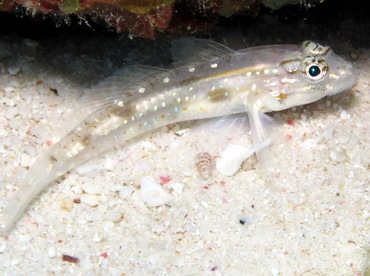 Sand-Canyon Goby - Coryphopterus venezuelae - Bonaire