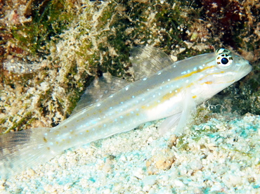 Sand-Canyon Goby - Coryphopterus venezuelae - Eleuthera, Bahamas