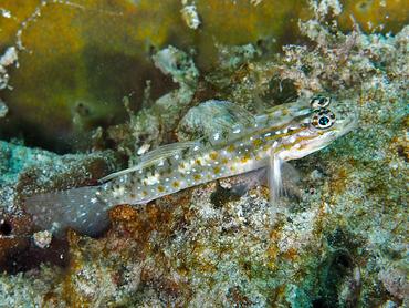 Sand-Canyon Goby - Coryphopterus venezuelae - British Virgin Islands