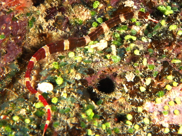 Brown-Banded Pipefish - Corythoichthys amplexus - Fiji