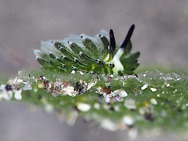 Rabbit Sapsucking Slug - Costasiella usagi - Komodo, Indonesia