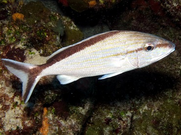 Cottonwick - Haemulon melanurum - Cozumel, Mexico