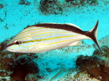 Cottonwick - Haemulon melanurum - Cozumel, Mexico