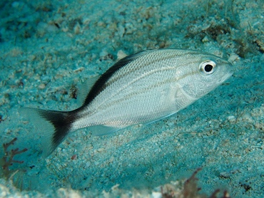 Cottonwick - Haemulon melanurum - Cozumel, Mexico