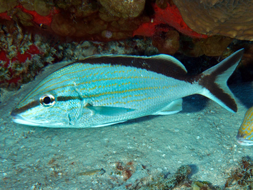 Cottonwick - Haemulon melanurum - Cozumel, Mexico