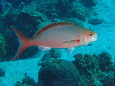 Atlantic Creolefish - Paranthias furcifer - Bonaire