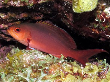 Atlantic Creolefish - Paranthias furcifer - Bonaire