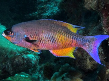 Creole Wrasse - Clepticus parrae - Bonaire