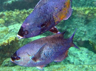 Creole Wrasse - Clepticus parrae - Key Largo, Florida