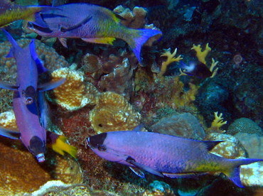 Creole Wrasse - Clepticus parrae - Bonaire