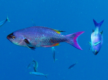 Creole Wrasse - Clepticus parrae - Nassau, Bahamas