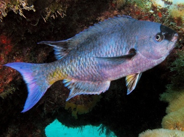 Creole Wrasse - Clepticus parrae - Key Largo, Florida