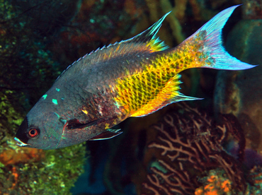 Creole Wrasse - Clepticus parrae - Cozumel, Mexico