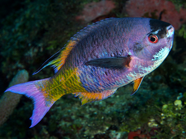 Creole Wrasse - Clepticus parrae - Roatan, Honduras