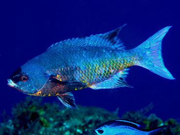Creole Wrasse - Clepticus parrae - Cozumel, Mexico