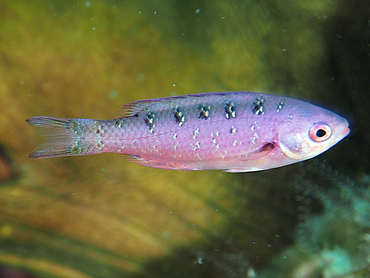 Creole Wrasse - Clepticus parrae - Palm Beach, Florida